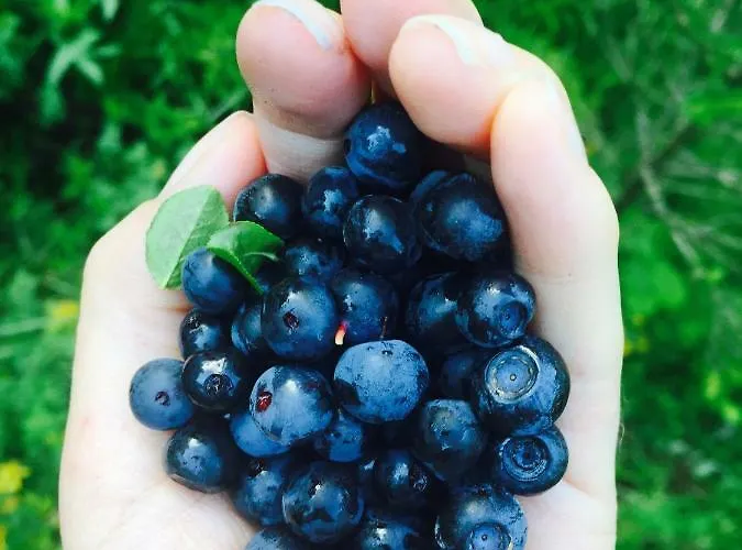 Pure Hinterthal Daire